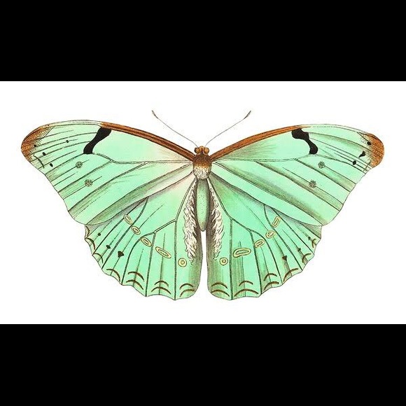 8 Horizontal Framed Butterfly Prints - Picture 7 of 9